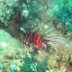 65- Pterois a antennes 